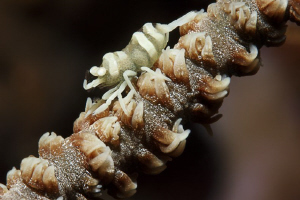SHRIMP
Zanzibar Shrimp on Spiral Coral - Dasycaris zanzi... by Jörg Menge 